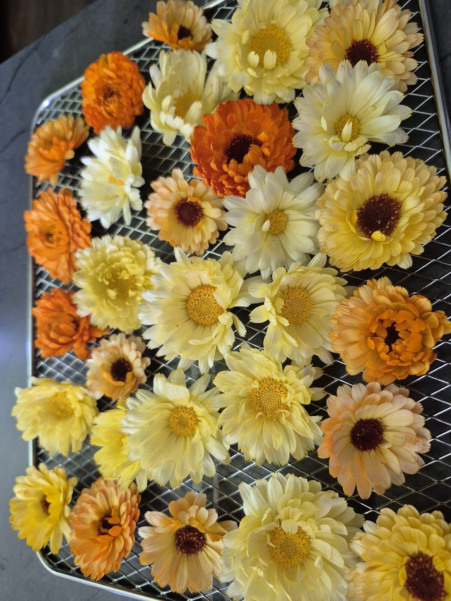 Ārstniecības kliņģerīte (Calendula officinalis) - ārstniecības augs, kas palīdz ādai, gremošanai un organisma labsajūtai