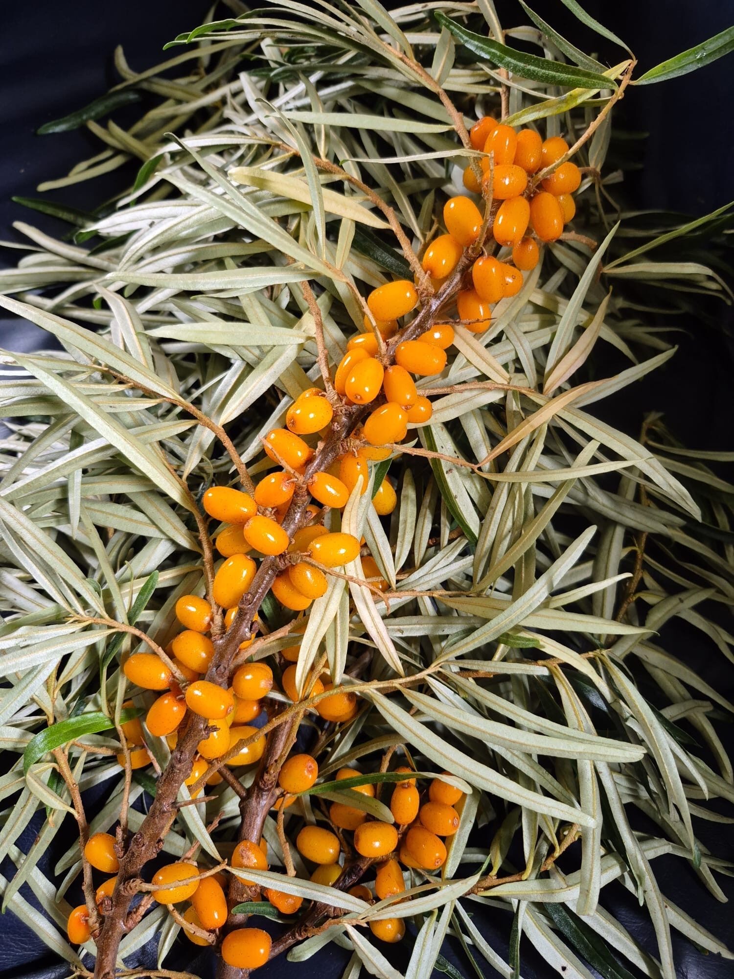 Pabērzu smiltsērkšķis (Hippophae rhamnoides): košās ogas, ārstnieciskās īpašības un izmantošana