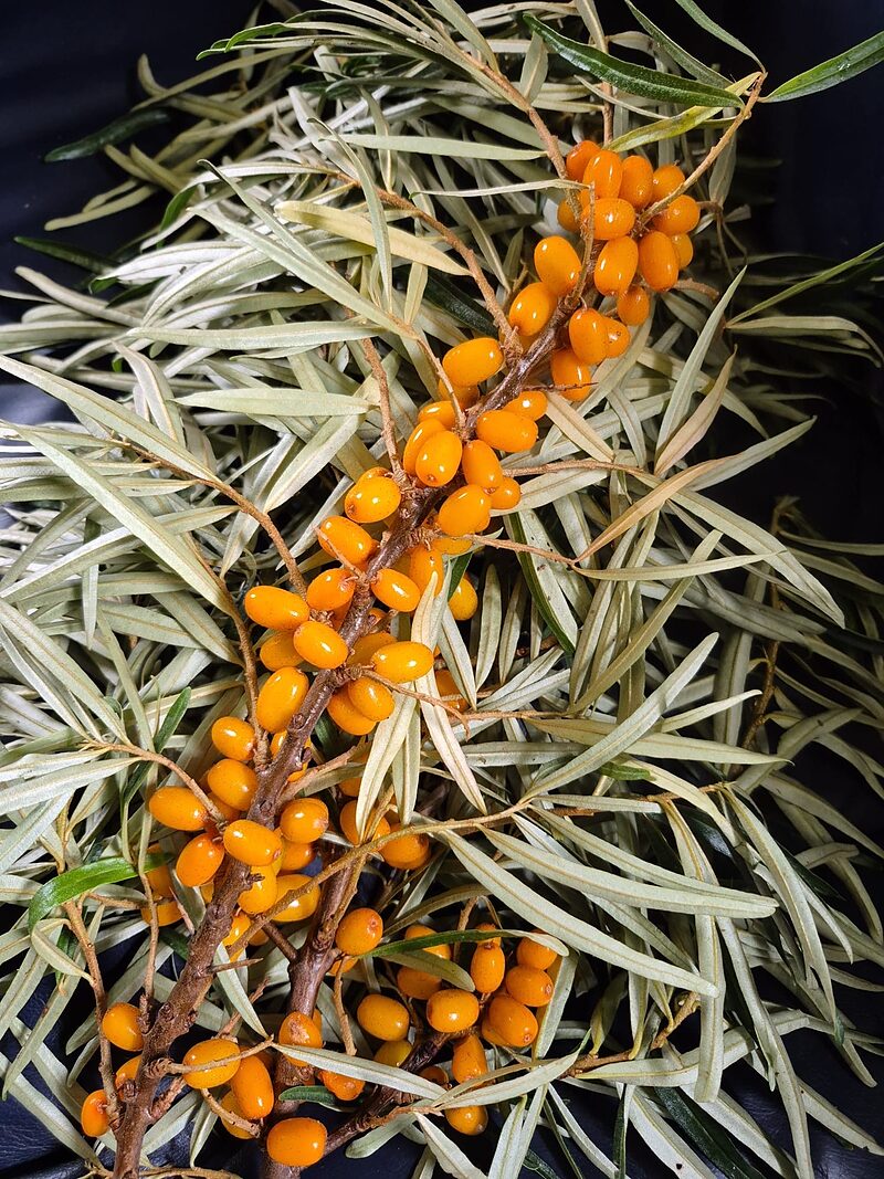 Pabērzu smiltsērkšķis (Hippophae rhamnoides): košās ogas, ārstnieciskās īpašības un izmantošana